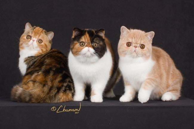 BMKittens