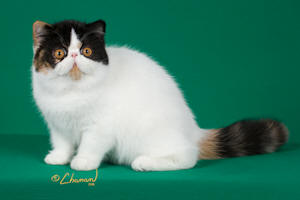 Daphneaw
