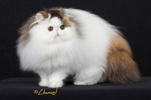 Esmeaw