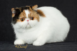 Lolaaw