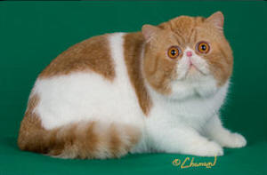 Luciousaw