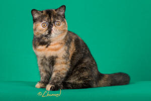 Medeaaw