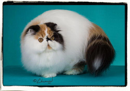 Paloma