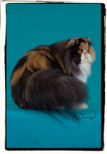 Penelope