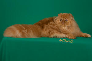Sparkyaw