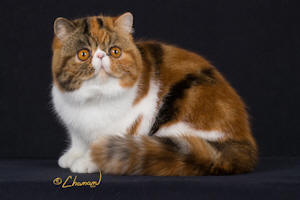 TigerlillyAw